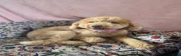 Miniature Poodle dogs for sale: 💛❤️ Miniature Poodle Puppies Due Mid October 💛❤️ - Advert 1