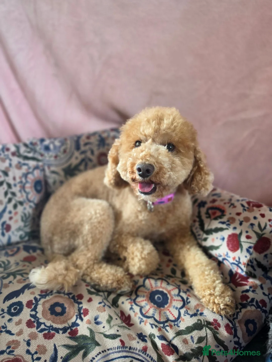 Miniature Poodle dogs for sale: 💛❤️ Miniature Poodle Puppies Due Mid October 💛❤️ - Advert 1