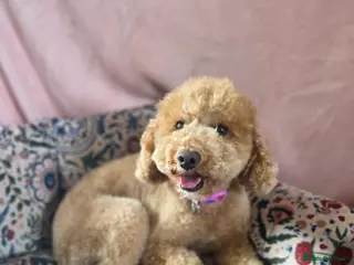 Miniature Poodle dogs 💛❤️ Miniature Poodle Puppies Due 19/10/26 💛❤️ - Advert 5