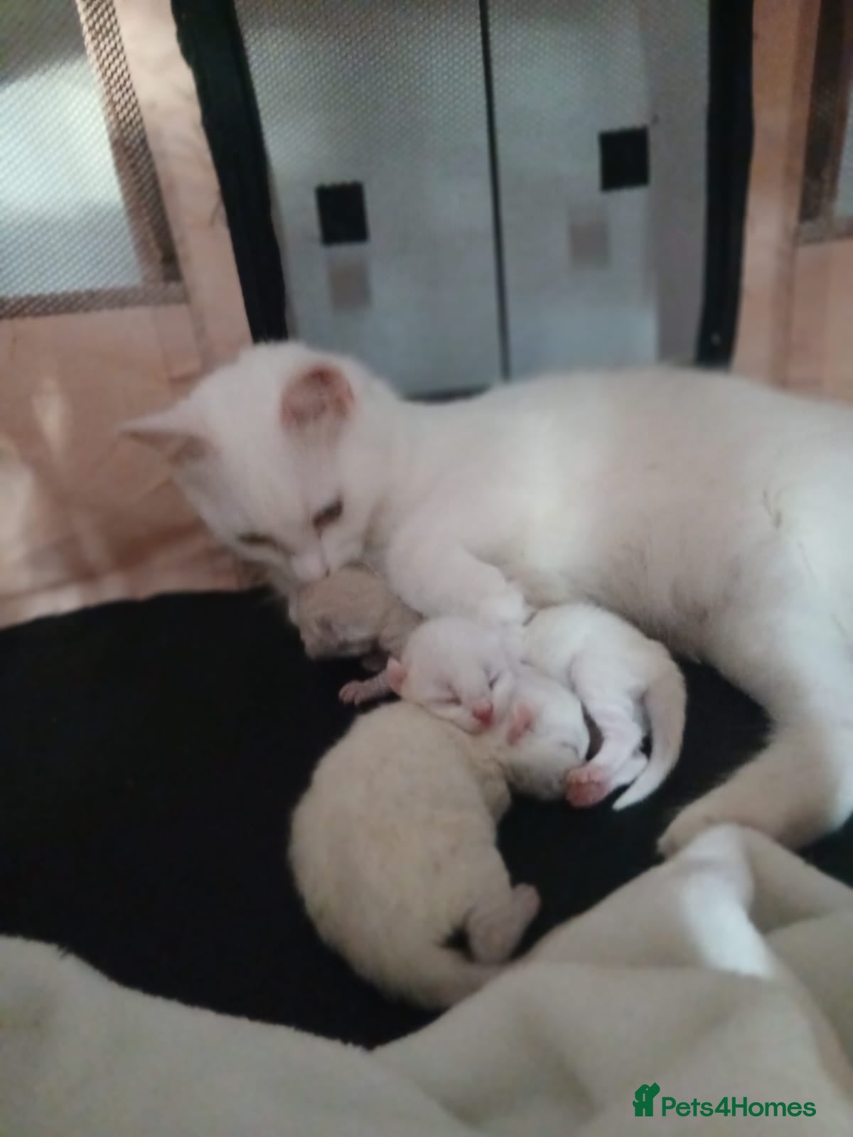 Turkish Angora cats Ragdoll mix Turkish Angora Kittens  - Advert 2