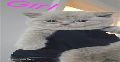 British Shorthair cats - Advert 6