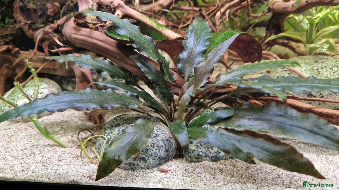 Angelfish fish for sale: Koi/Marble Angelfish - Advert 2