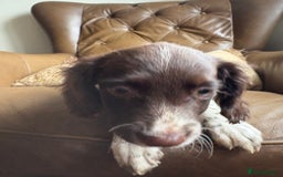 Sprocker dogs for sale: 8 glorious sprocker pups  - Image 25