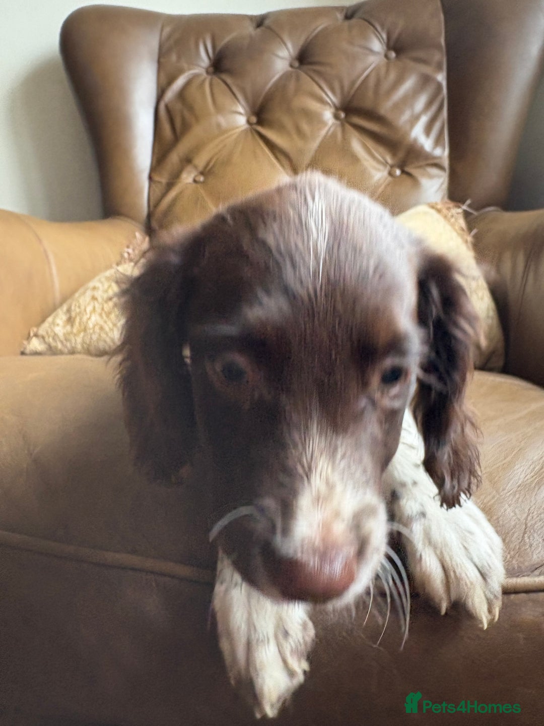 Sprocker dogs for sale: 8 glorious sprocker pups  - Image 25