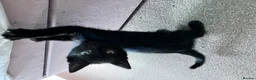 Mixed Breed cats for sale: Two black kittens ready for homes.   in Stoke-on-Trent - Advert 6