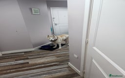 Siberian Husky dogs for sale: Female husky for good home - Image 2