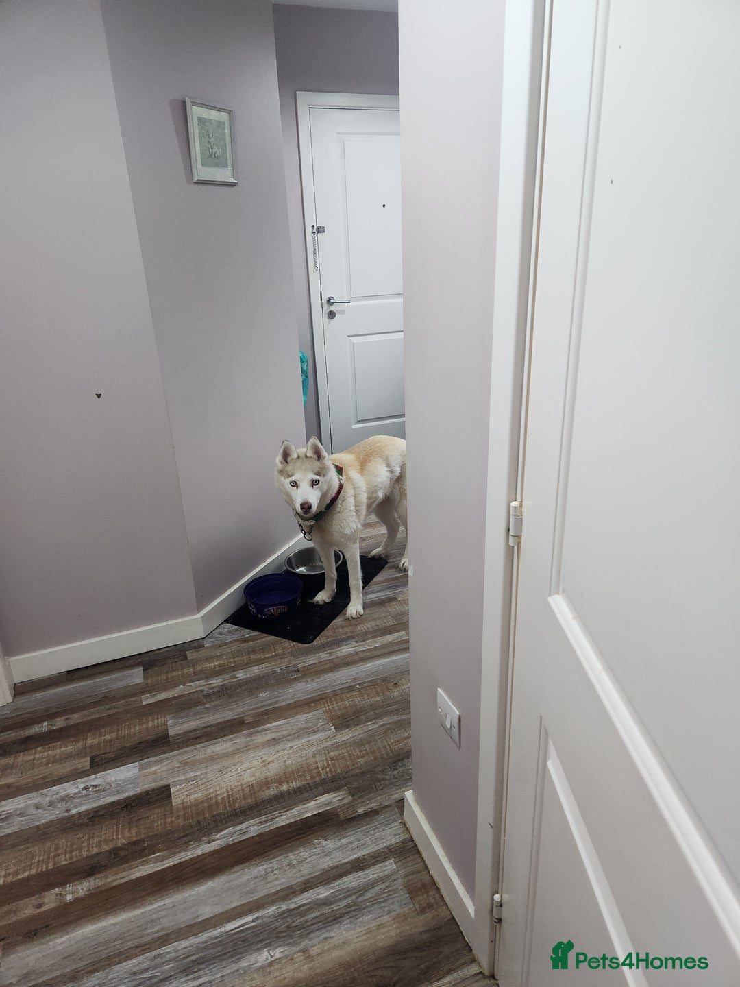 Siberian Husky dogs for sale: Female husky for good home - Image 2