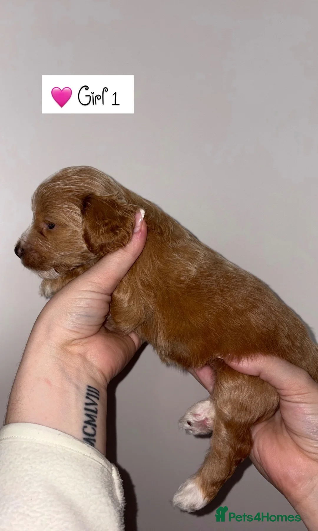 Cockapoo dogs for sale: 💫Gorgeous Cockapoos💫 in Chepstow - Advert 2