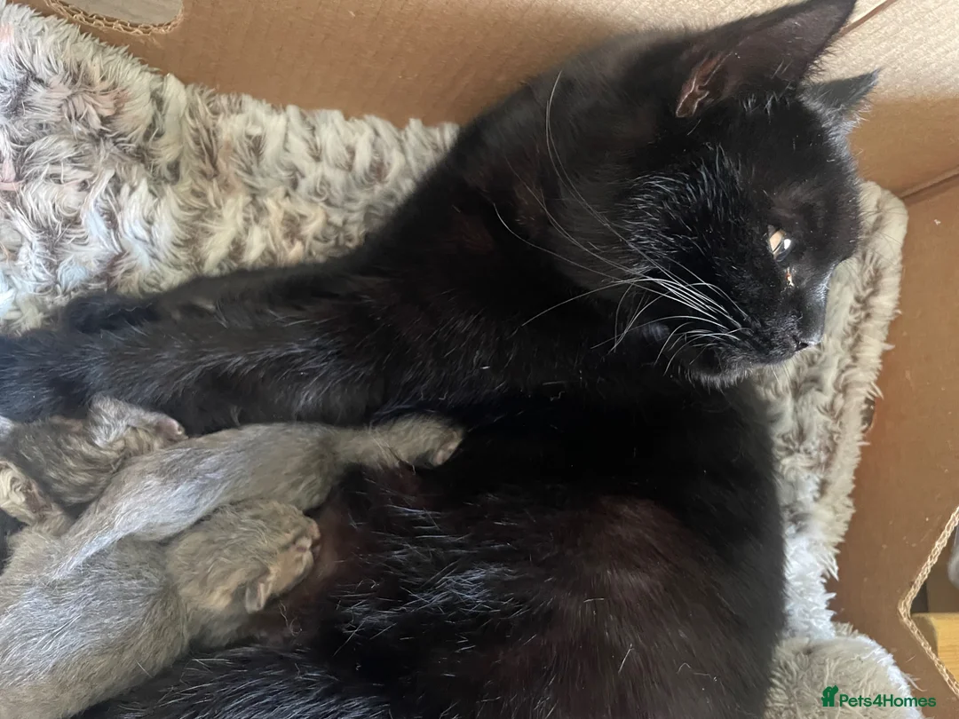 British Shorthair cats for sale: Gorgeous British Short Hair x Snow Bengal Kittens - Advert 2