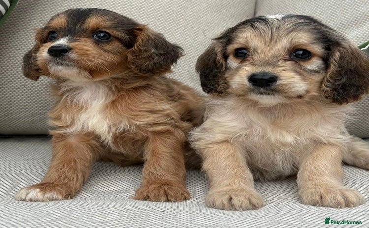Cockapoo dogs - Advert 14