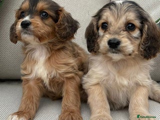 Cockapoo dogs - Advert 31