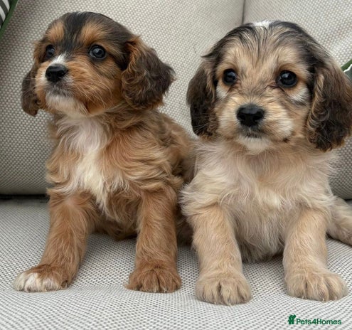 Cockapoo dogs - Advert 4