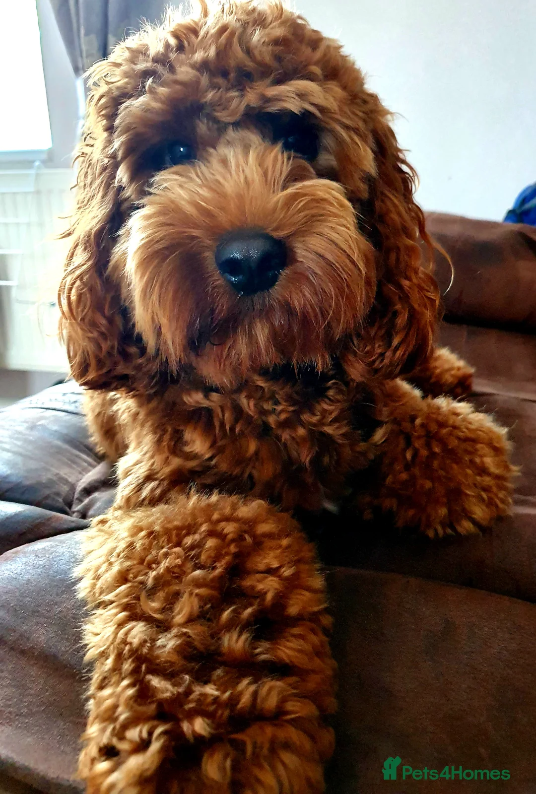 Cockapoo dogs for stud: F1 cocapoo well Proven extensively health tested in Bromley - Advert 4