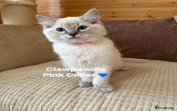 Ragdoll cats for sale: GCCF Registered Pedigree Kitten Ready to Leave - Image 5