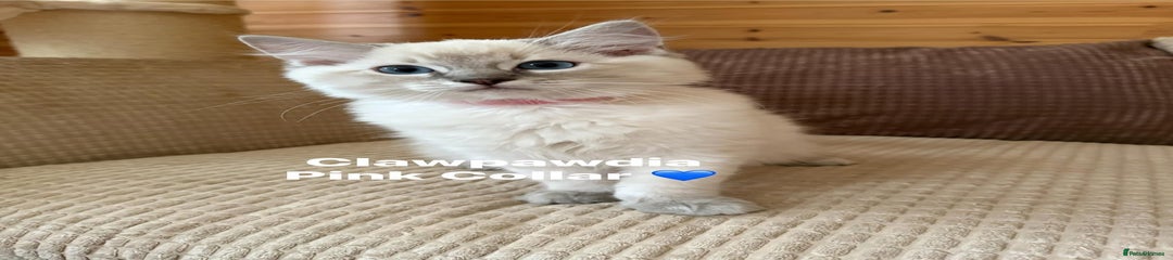 Ragdoll Kitten 4