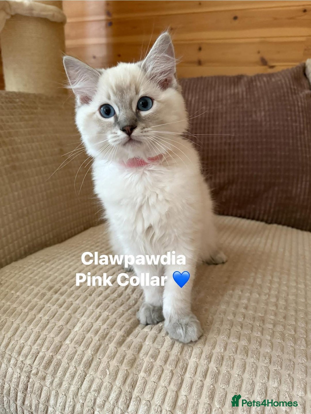 Ragdoll cats for sale: GCCF Registered Pedigree Kitten Ready to Leave - Image 5