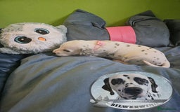 Dalmatian dogs for sale: 6 KC Dalmatian puppies Left - Image 27
