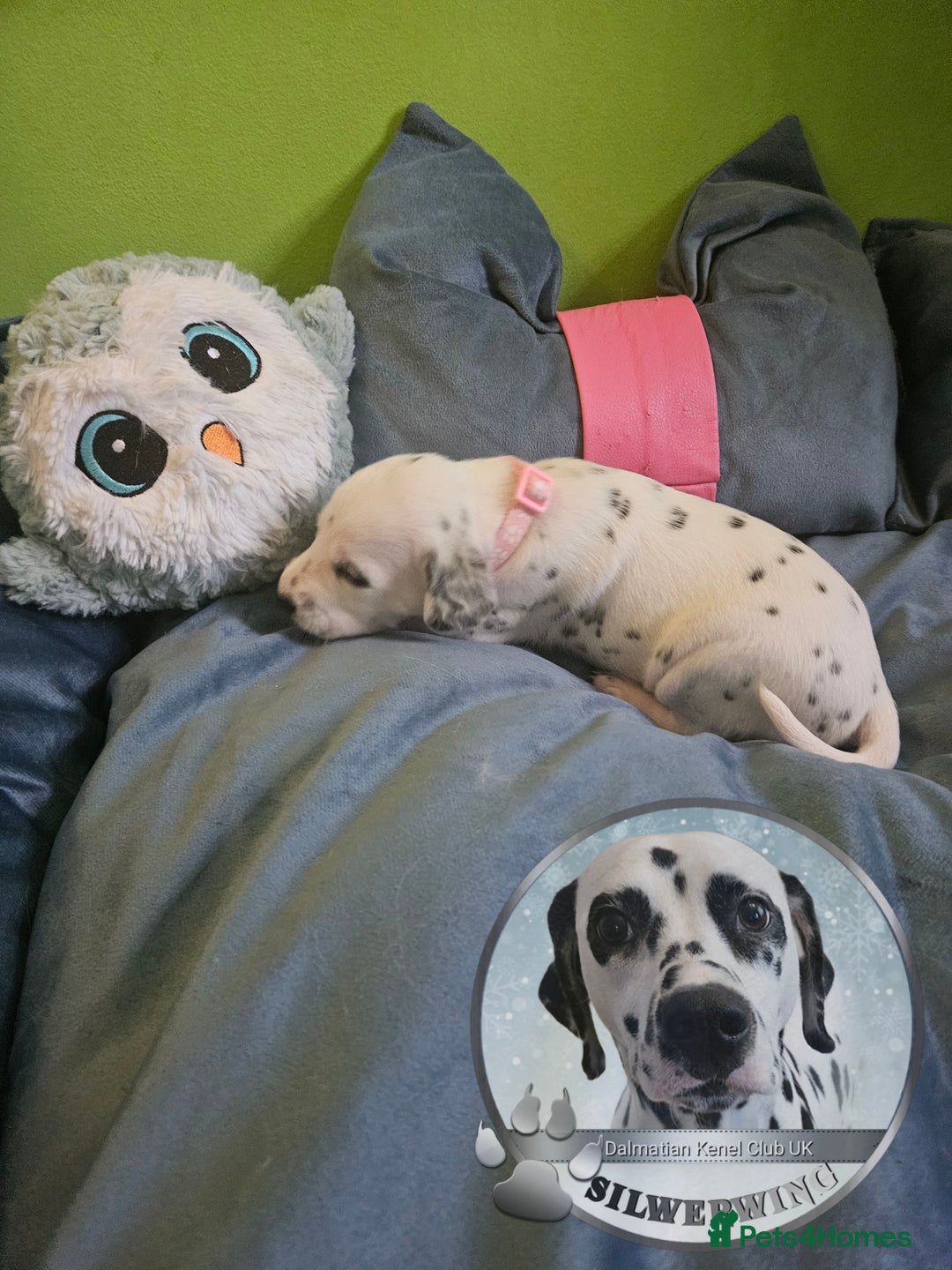 Dalmatian dogs for sale: 6 KC Dalmatian puppies Left - Image 27