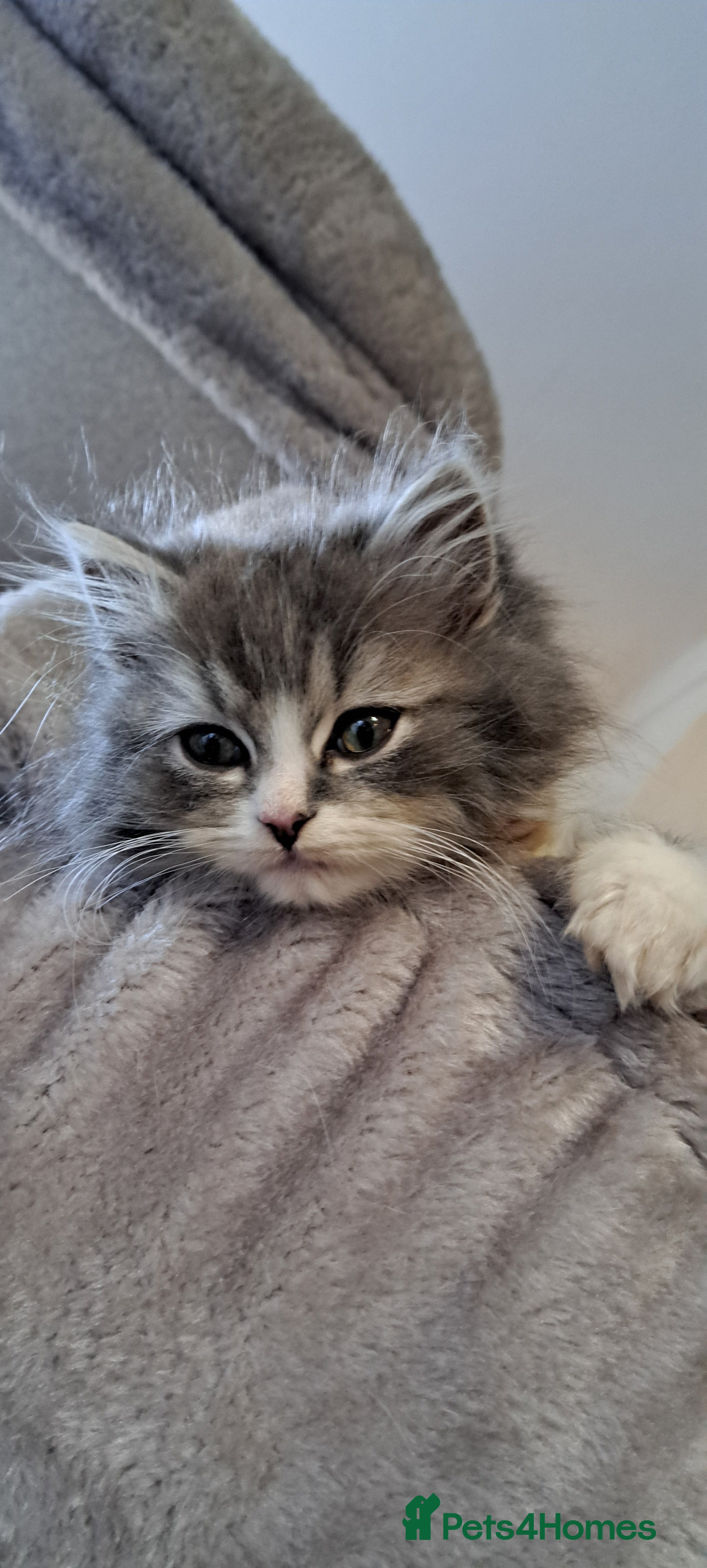 Ragdoll cats 1 ragdoll / persian boy kittens left.  - Advert 2