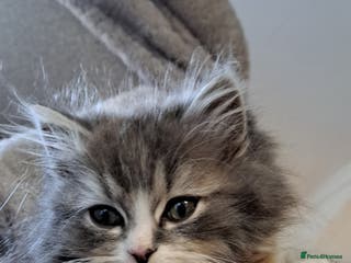 Ragdoll cats 1 ragdoll / persian boy kittens left. - Advert 2