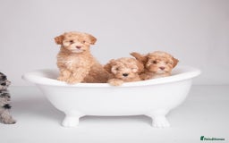 Cockapoo dogs for sale: Toy Cockapoo Puppies From DNA Health Tested Lines - Image 2