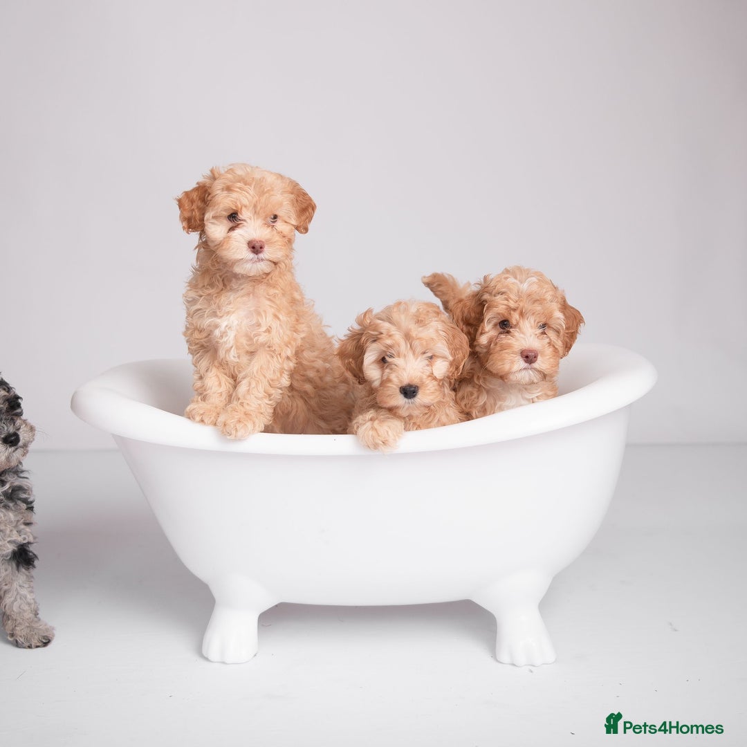 Cockapoo dogs for sale: Toy Cockapoo Puppies From DNA Health Tested Lines - Image 2