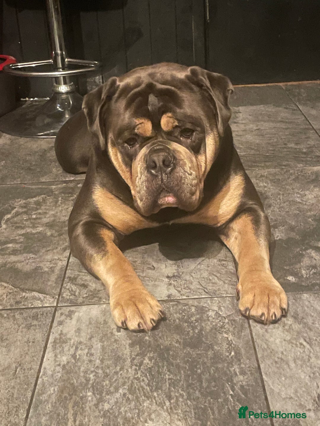 Olde English Bulldogge dogs for stud: Fluffy carrier health tested proven male - Advert 6