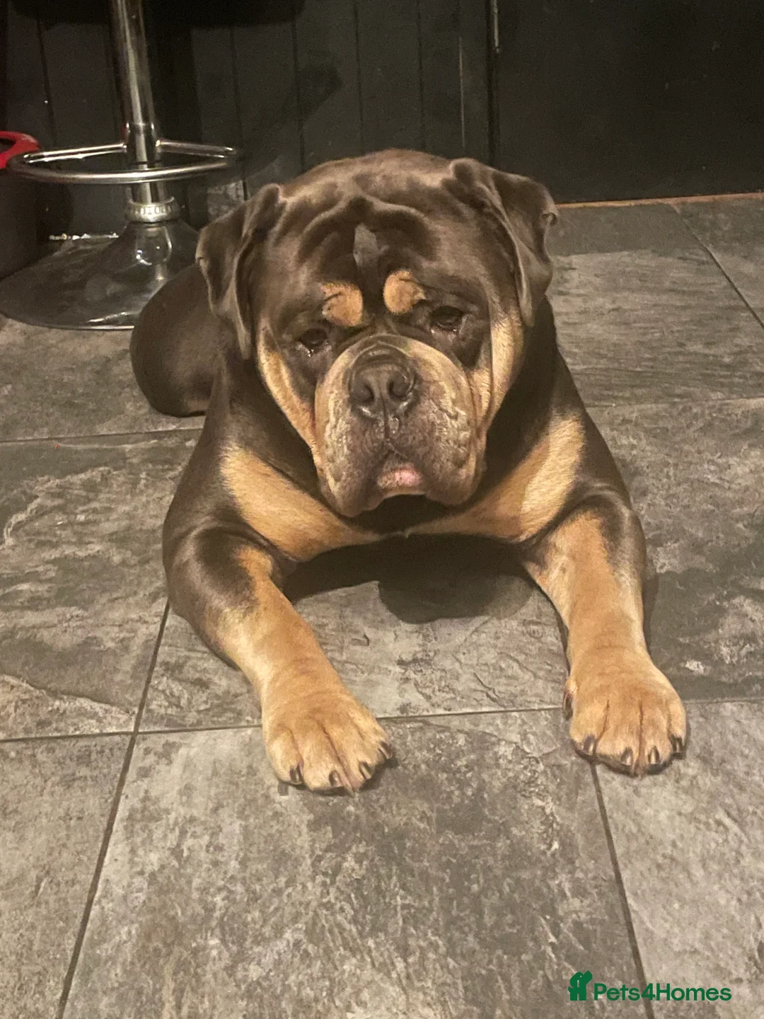 Olde English Bulldogge dogs for stud: Fluffy carrier health tested proven male - Advert 6