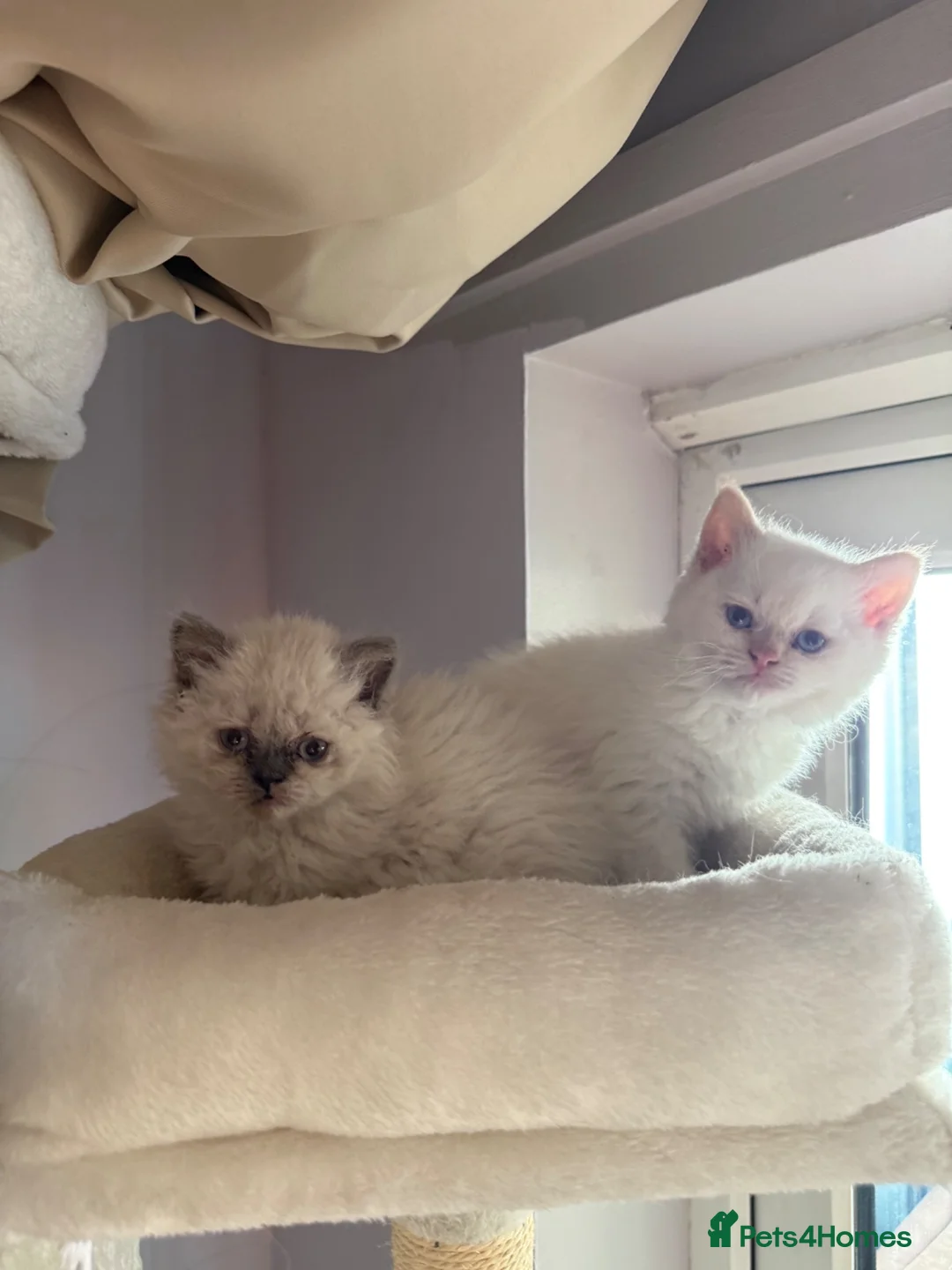 Selkirk Rex cats for sale: Selkirk rex kittens  - Advert 2