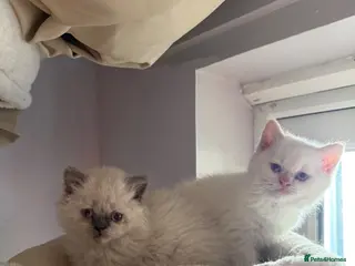 Selkirk Rex cats Selkirk rex kittens - Advert 4