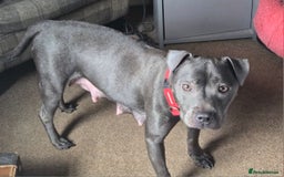 Staffordshire Bull Terrier dogs for sale: 2 Royal Regiment Boys kc registered  - Image 3