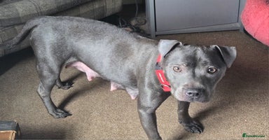 Staffordshire Bull Terrier dogs - Advert 3