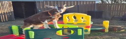 Goats livestock for sale: 2x wether goats,  British Alpine x Toggenburg   in Selby - Advert 3
