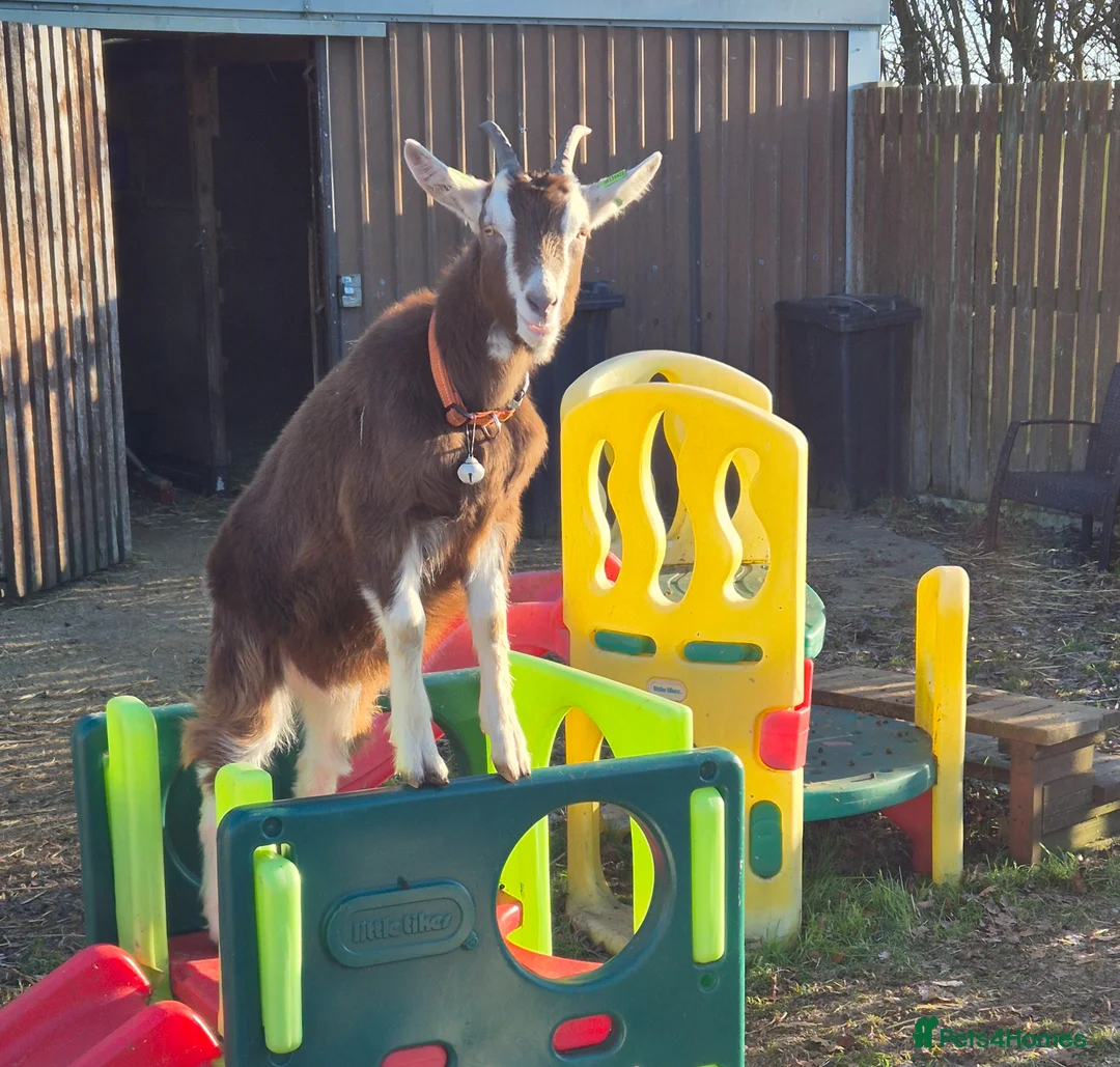 Goats livestock for sale: 2x wether goats,  British Alpine x Toggenburg   in Selby - Advert 3