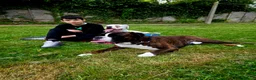 Boxer dogs for sale: Boxer puppies looking for their forever homes  - Advert 5