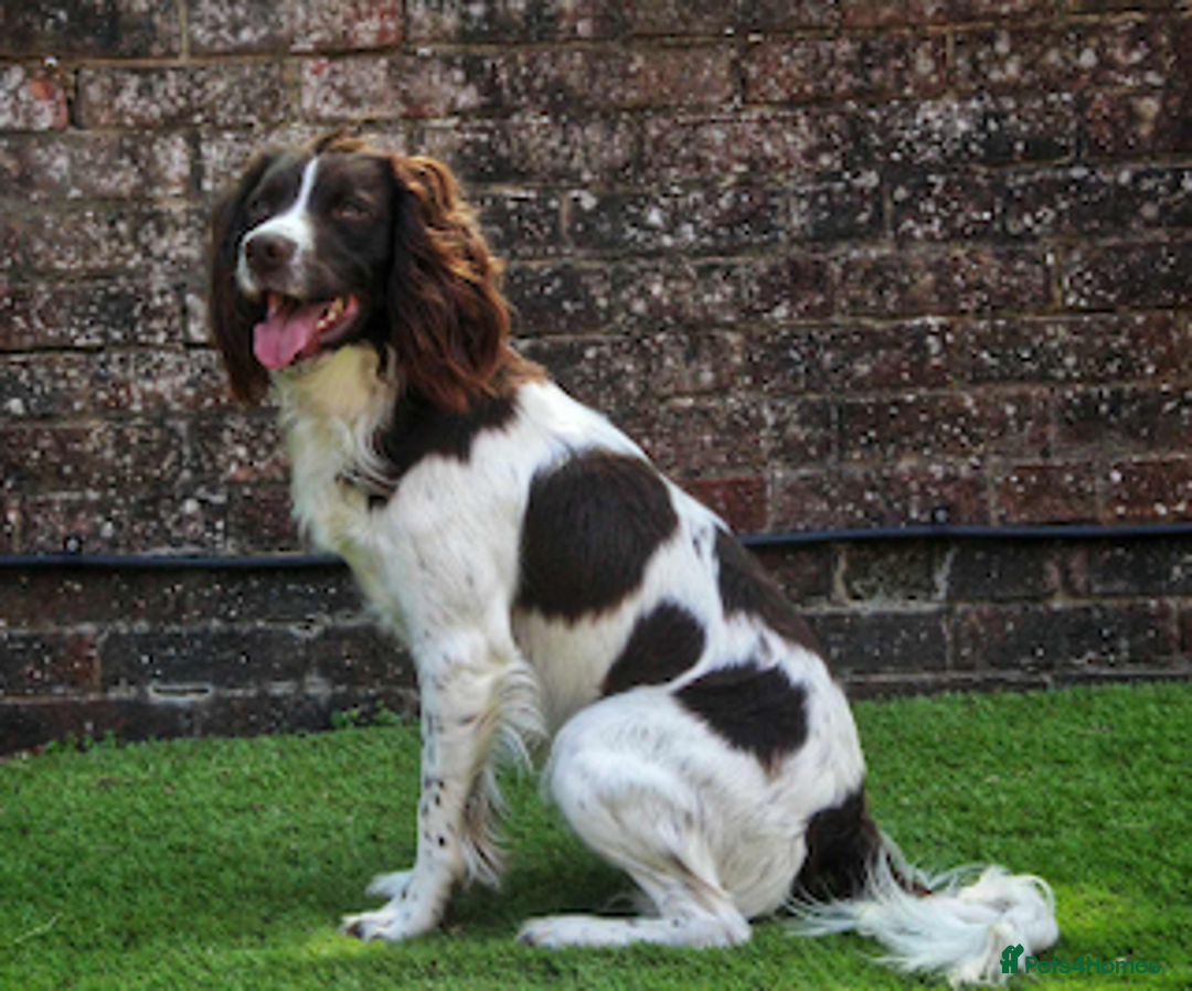 English Springer Spaniel dogs for stud: KC Reg Health Tested Springer Spaniel Stud Dog - Advert 6
