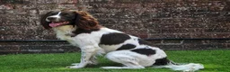 English Springer Spaniel dogs for stud: KC Reg Health Tested Springer Spaniel Stud Dog - Advert 6