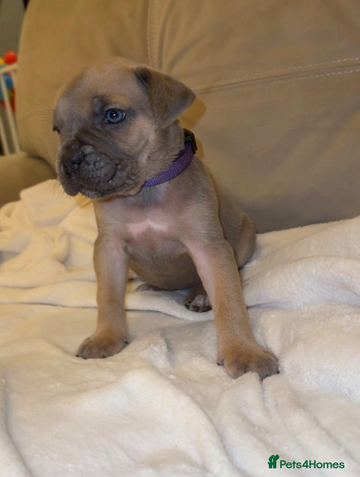 Cane Corso dogs ICF/ICCF Champion 6th GENERATION Cane Corso pups - Advert 17