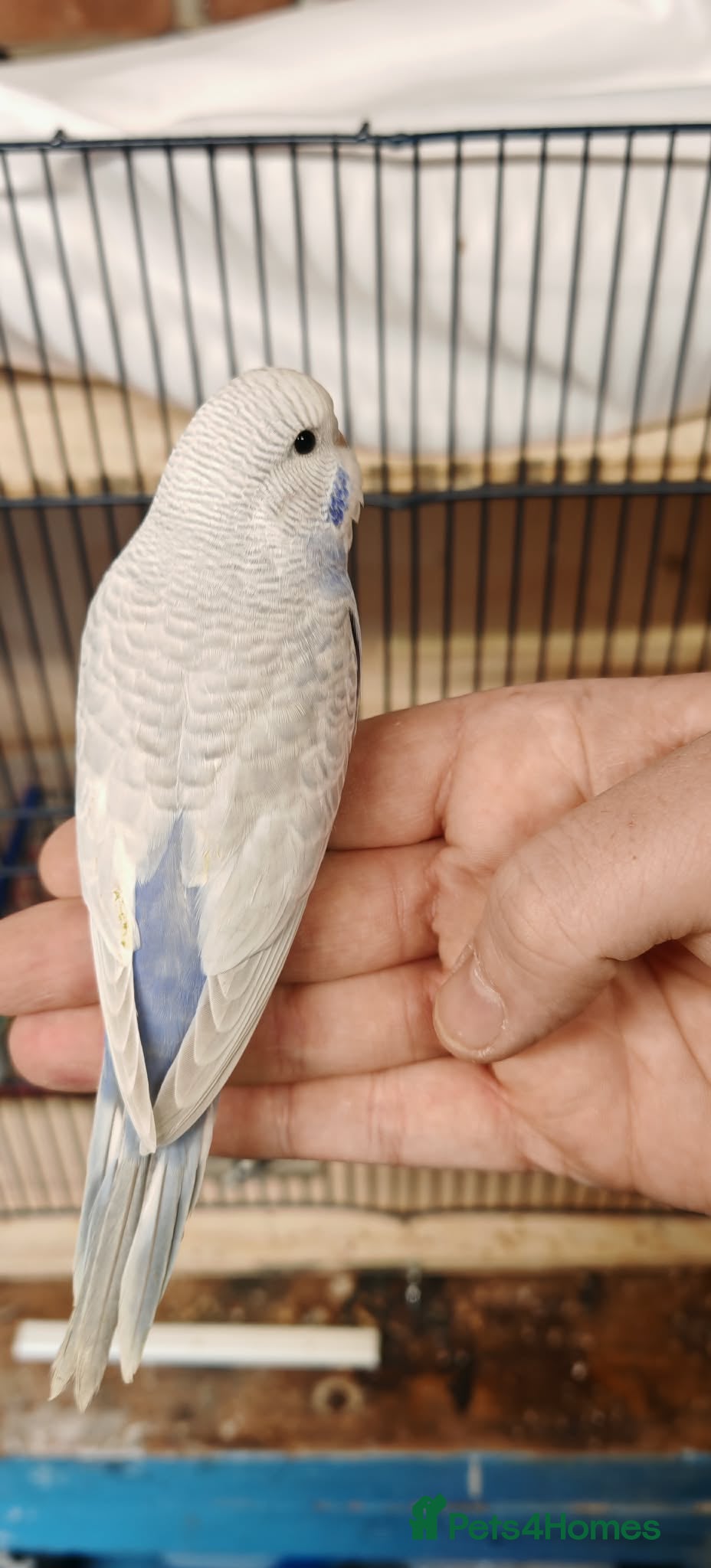 Budgerigars birds Baby budgies - Advert 3