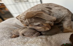 English Bulldog dogs for sale: English bulldog for sale  - Image 7
