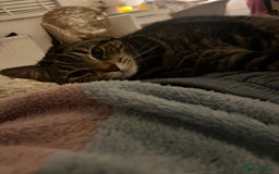 Domestic Shorthair cats for sale: Sweetest tabby available m - Image 4