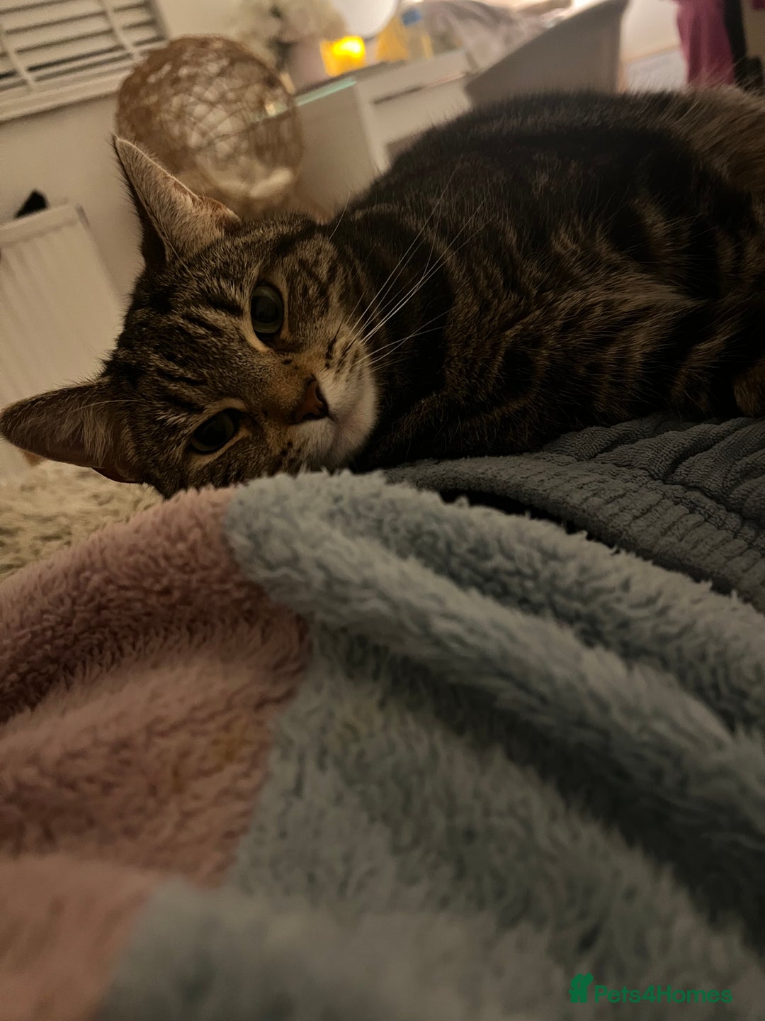 Domestic Shorthair cats for sale: Sweetest tabby available m - Image 4