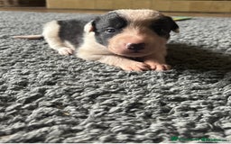 Mixed Breed dogs for sale: Beautiful Huntaway x Collie pups  - Image 15