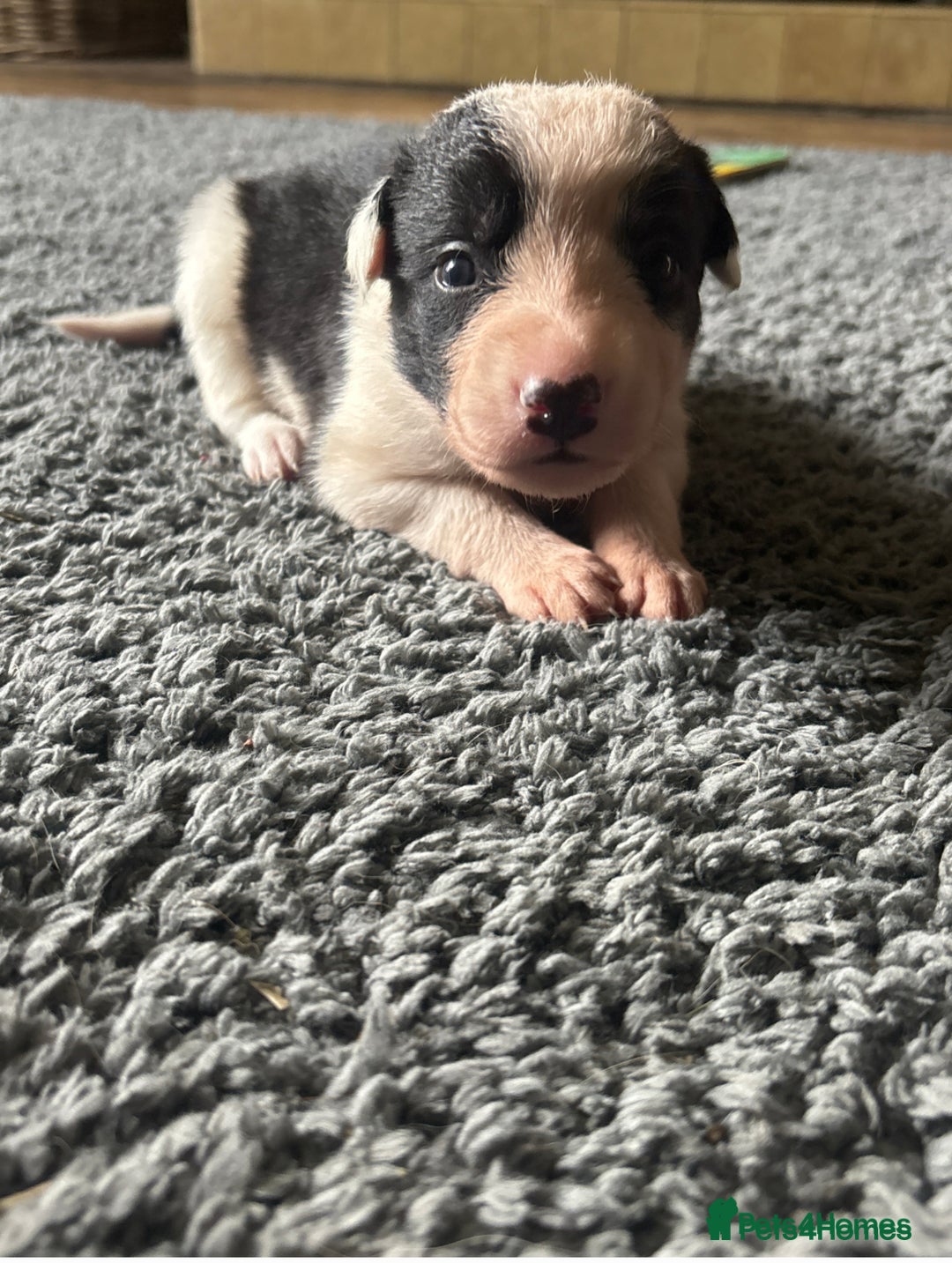 Mixed Breed dogs for sale: Beautiful Huntaway x Collie pups  - Image 15