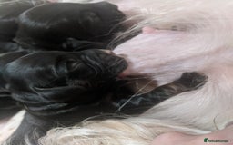 Cocker Spaniel dogs for sale: 6 beautiful working cocker spaniels  - Image 15