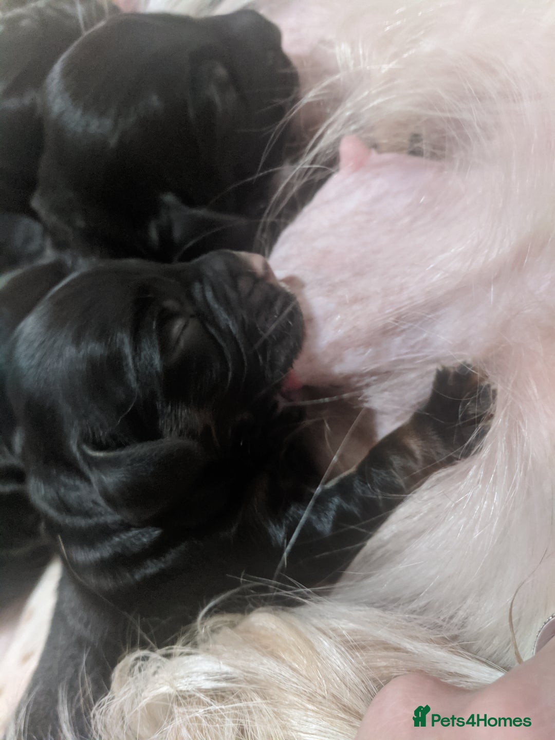 Cocker Spaniel dogs for sale: 6 beautiful working cocker spaniels  - Image 15