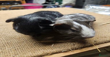 Guinea Pig rodents - Advert 1