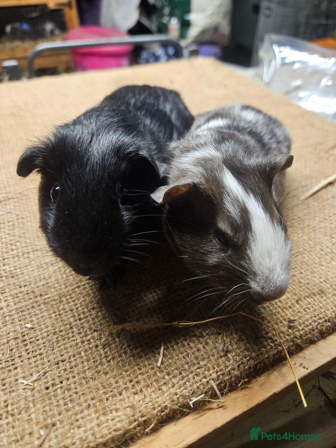 Guinea Pig rodents for sale: Beautiful rare swiss and smooth boys and girls - Image 2
