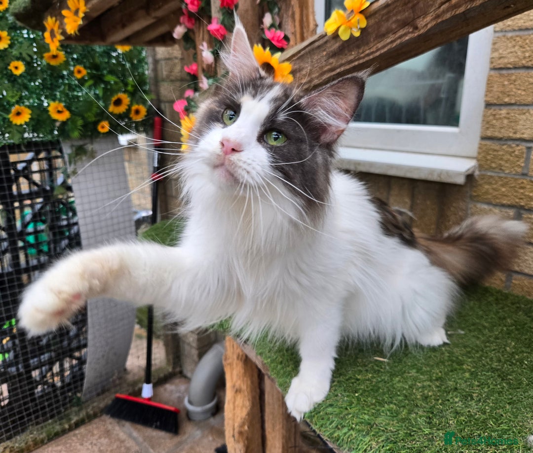 Maine Coon cats for sale: Blue Tortie Smoke with white female - Image 3