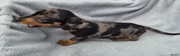 Miniature Dachshund dogs for sale: Stunning KC Reg, PRA Clear dachshund pupies - Advert 23